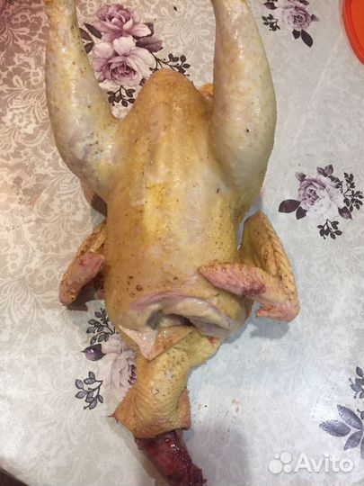 Птица на стол и племя