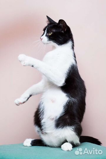 Приятно познакомиться - я кошка Куся