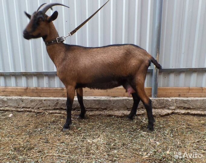 Альпийские козы