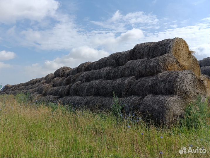 Сено луговое