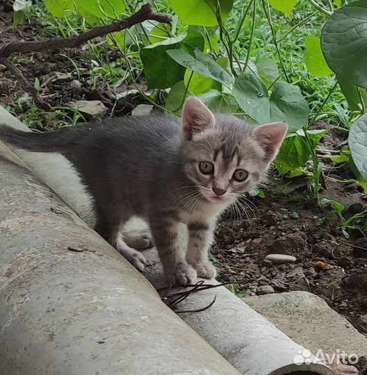 Отдам котенка в добрые руки