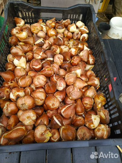 Луковицы тюльпанов