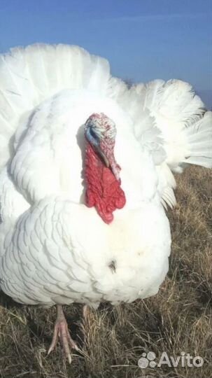 Цыплята бройлерного индюка