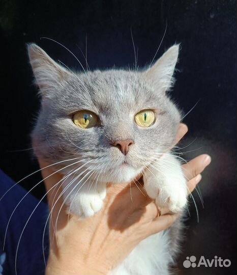 Молодой котик