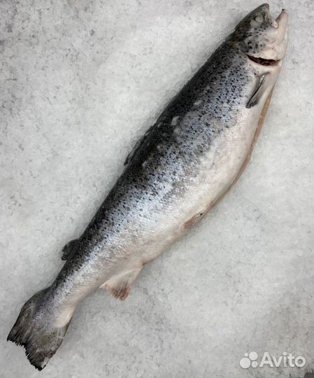 Семга с/м Чили 1-2/5-6кг