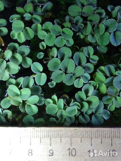 Аквариумные растения и улитки