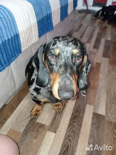 Собака маленькая порода