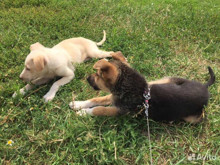 Отдаю щенка в добрые руки