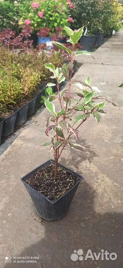 Дерен сибирика вариегата