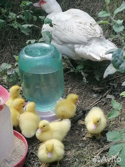 Мускусные утки тяжелые линии