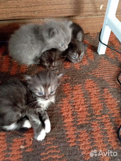 Котята в добрые руки