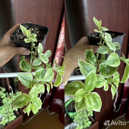 Аптения вариегатная ампельная