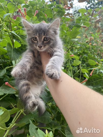 Котенок девочка 2,5 мес