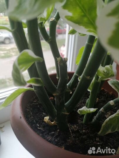 Педилантус