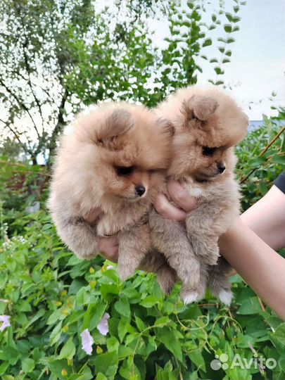 Померанский шпиц мини щенок медвежонок