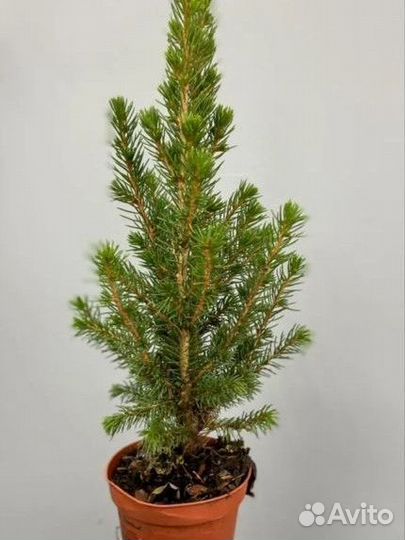 Сосны, туи, ели, любые саженцы и рассада