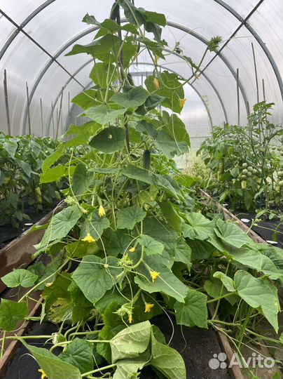 Огурцы свежие домашние