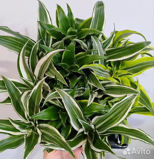 Драцена микс d6