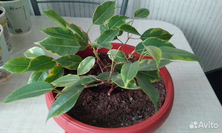 Спатифиллум Уоллиса, фикус Бенджамина и кислица