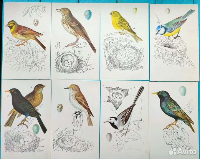 Иллюстрации птиц картинки