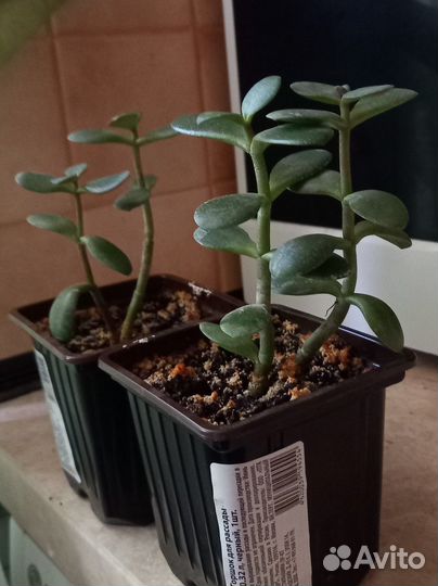 Комнатные растения: спатифиллум, крассула