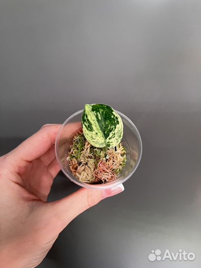 Сциндапсус Salaka Marble