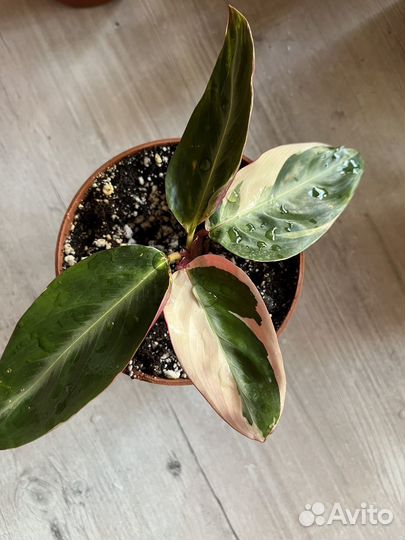 Строманта триколор