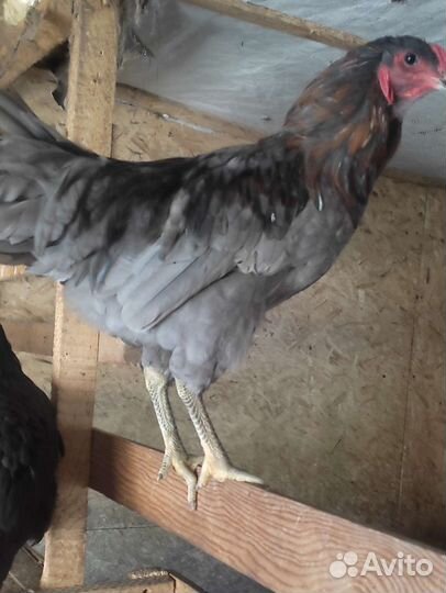 Петушки помесные и породные амерукуана