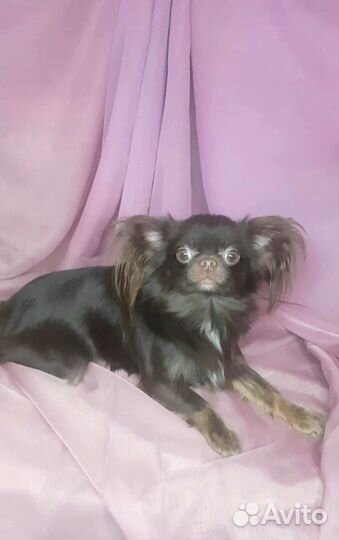 Мальчик чихуахуа