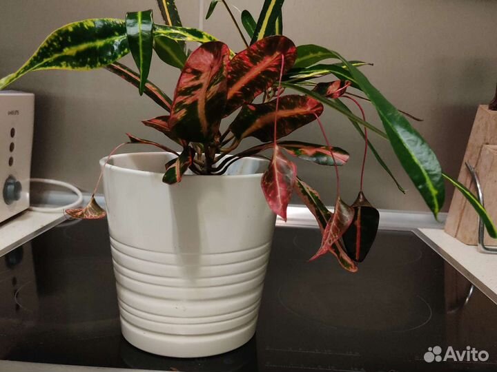 Кротон Виктория голден белл