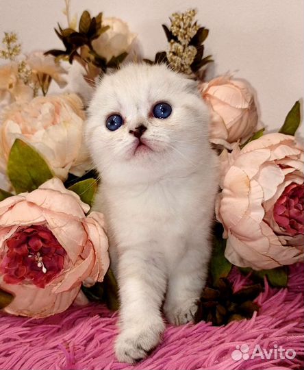 Шотландские вислоухие девочки