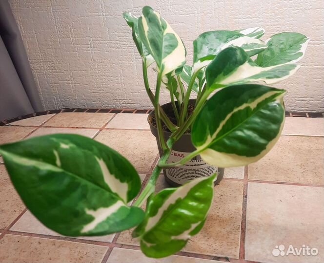 Сциндапсус н джой