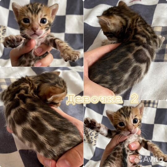 Бенгальские клубные котята с документами