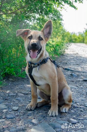 Собака Имбирь