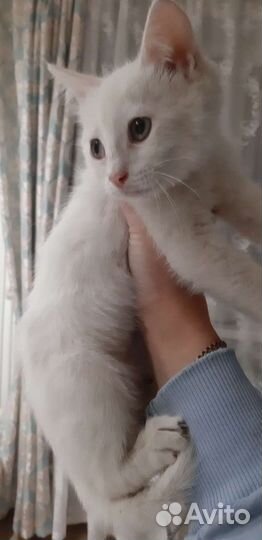 Кошка в дар бесплатно