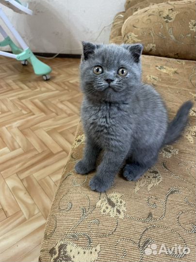 Британская кошка