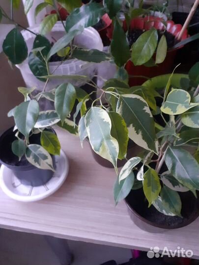 Фикус бенджамина