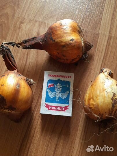 Луковичные безвременник, гиацинтоидес, тюльпан