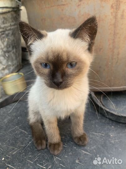 Европейская