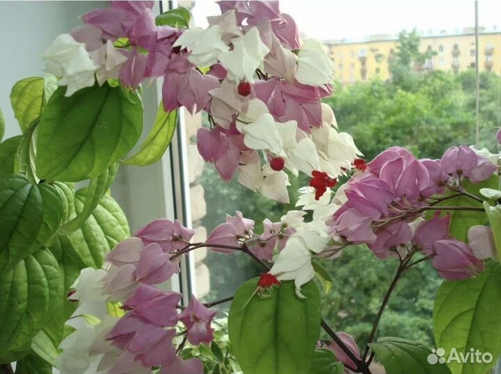 Клеродендрум томпсона