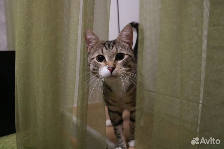 Молодой котик