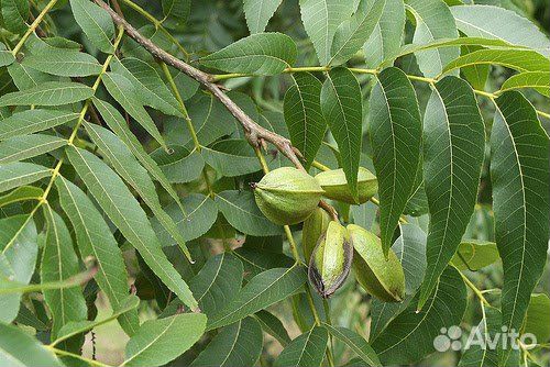 Кария пекан, съедобный, морозостойкий