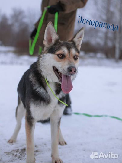 Лучшая Эсмеральда(стерилизованная)