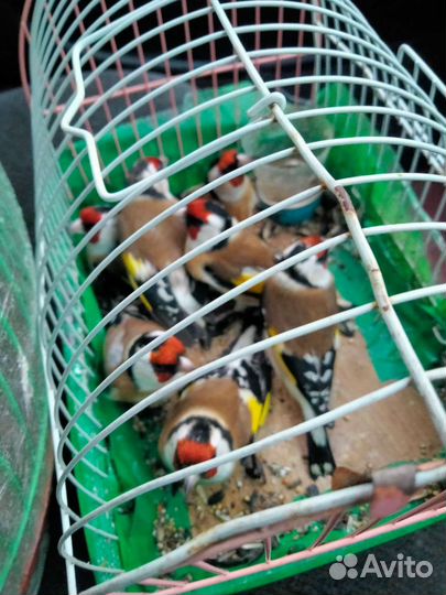 Птица щегол