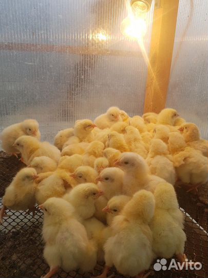 Цыплята бройлеры суточные и подрощенные