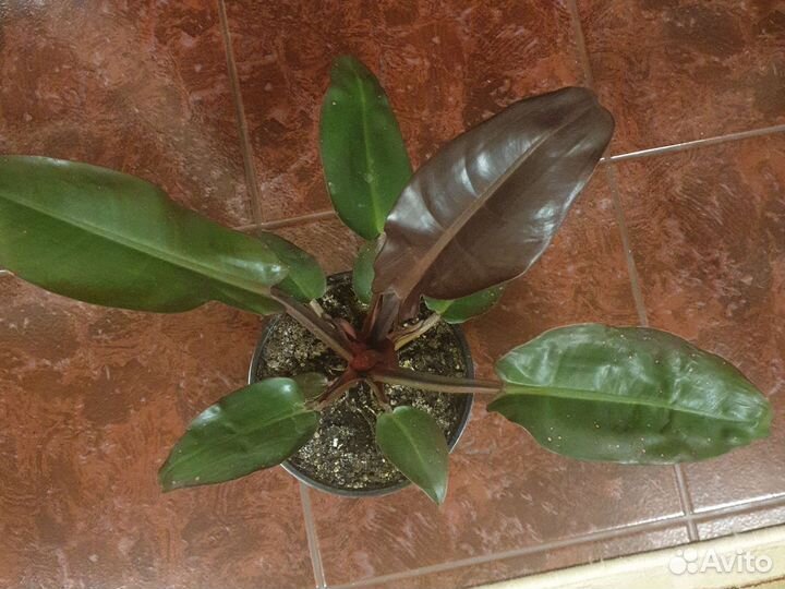 Комнатные цветы