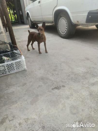 Вязка цвергпинчер