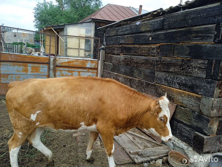 Телка сементалка