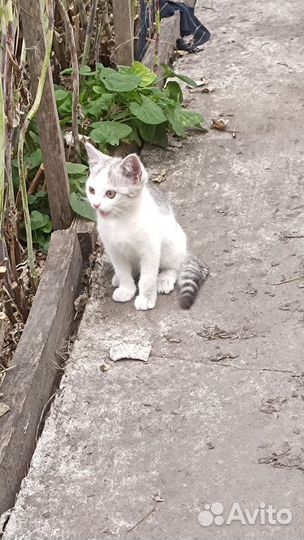 Котенок в добрые руки