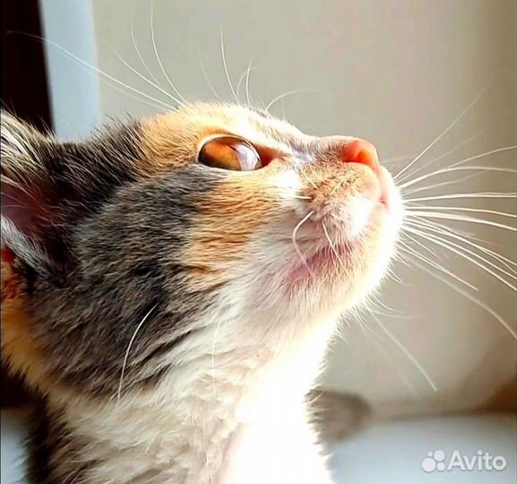 Кошечка 2 месяца